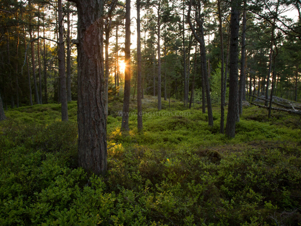 JE_62813, Kvällssol genom träden, Jonas Engström