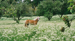 engstrom_com-JE0203_31, Häst på bete i fruktträdgård med blomsteräng framför, Jonas Engström