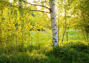 engstrom_com-JE_73347, Solen skiner genom de nyutslagna björklöven, Jonas Engström