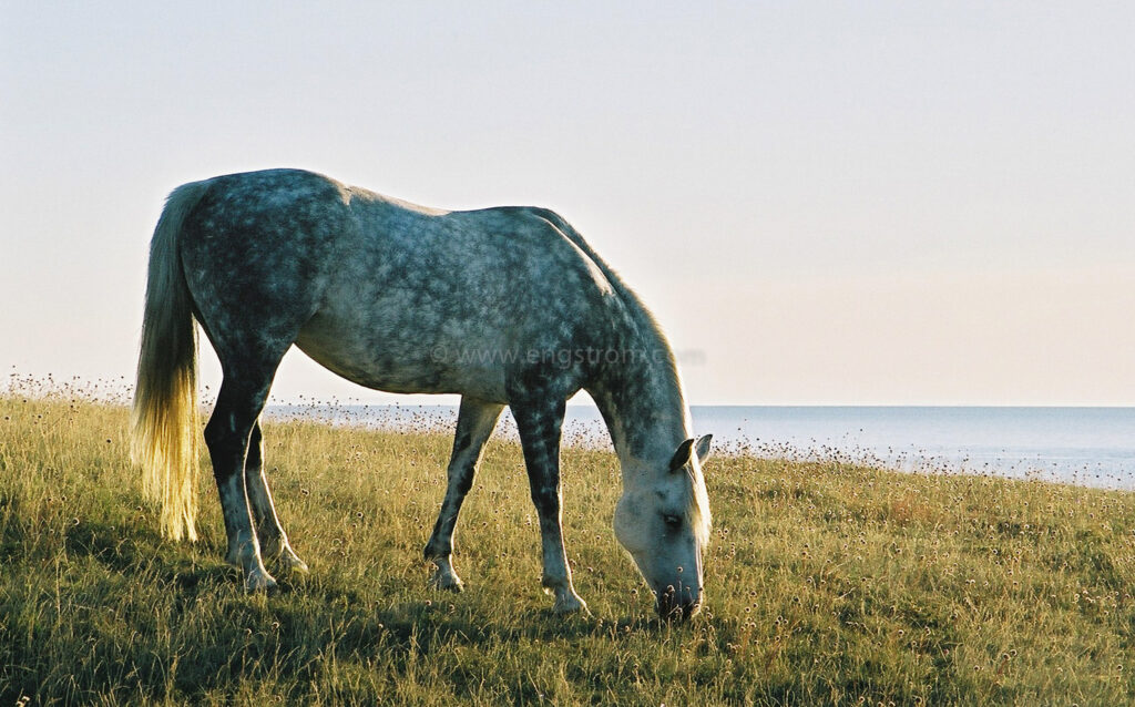 JE0101_14, Hästar på bete på strandängar på Österlen, Jonas Engström