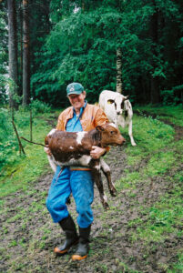 JE0102_08, Ko med nyfödd kalv. Stocksbo sommaren 2001, Jonas Engström