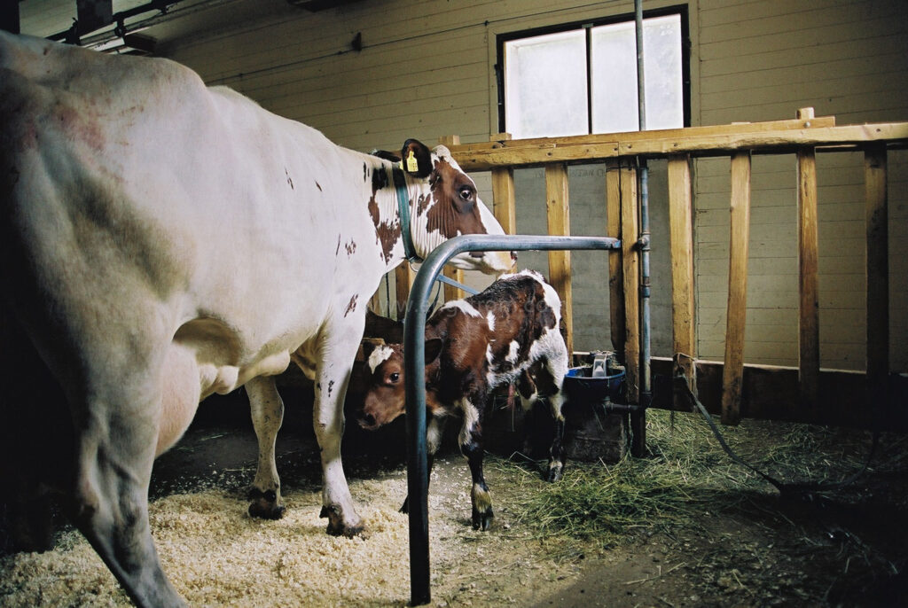 JE0102_09, Ko med nyfödd kalv. Stocksbo sommaren 2001, Jonas Engström