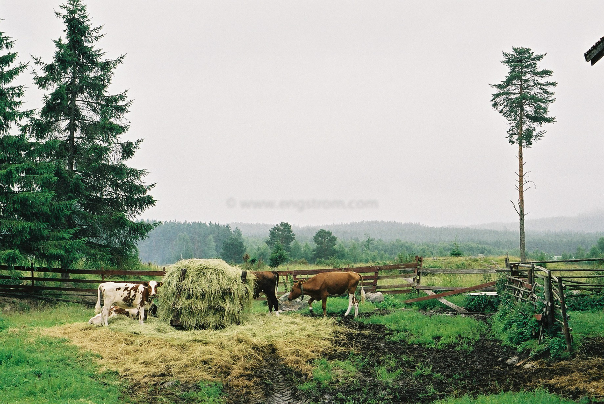 JE0103_01, Kalvar som äter på rundbal med hö. Hälsingland sommaren 2001., Jonas Engström