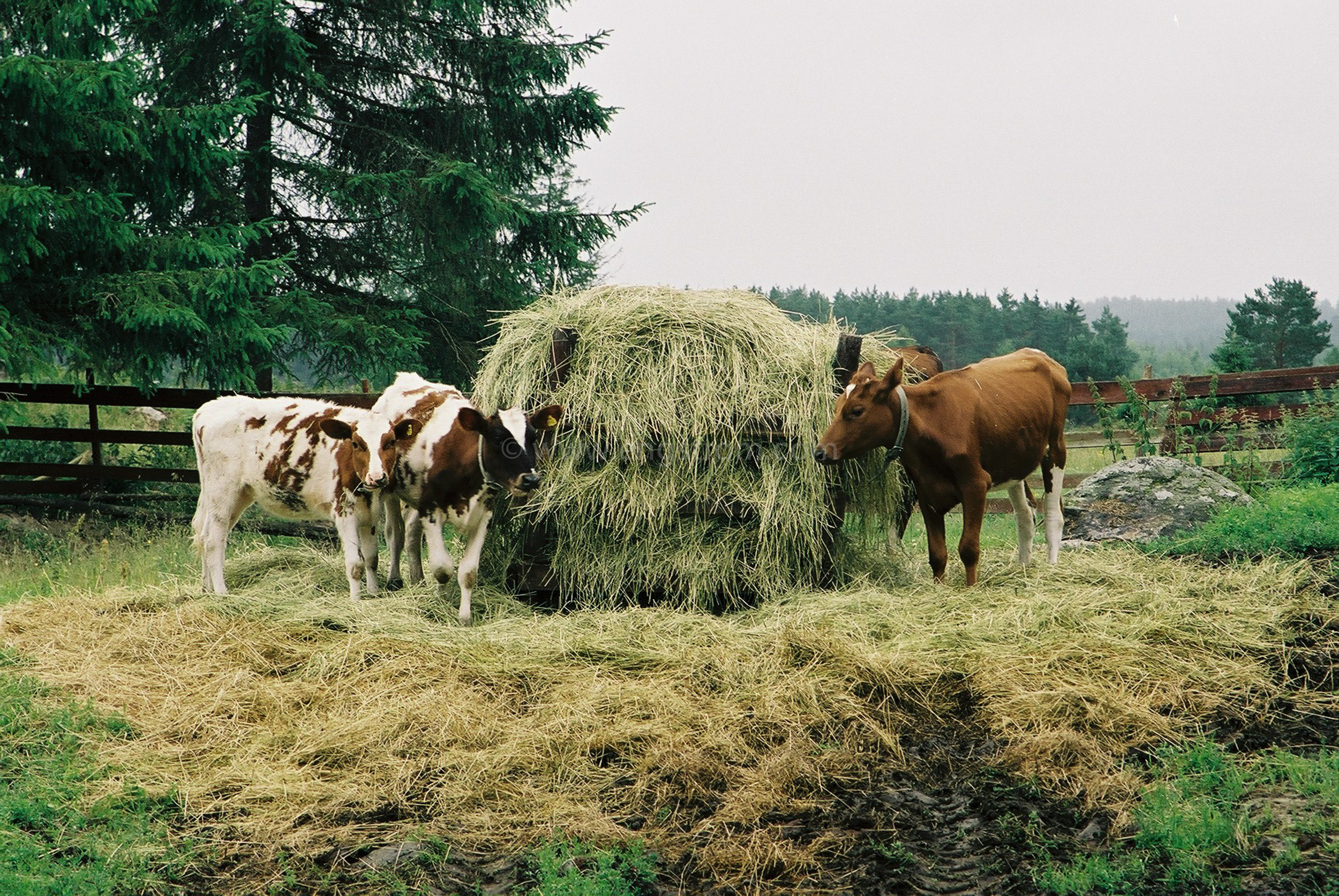 JE0103_05, Kalvar som äter på rundbal med hö. Hälsingland sommaren 2001., Jonas Engström