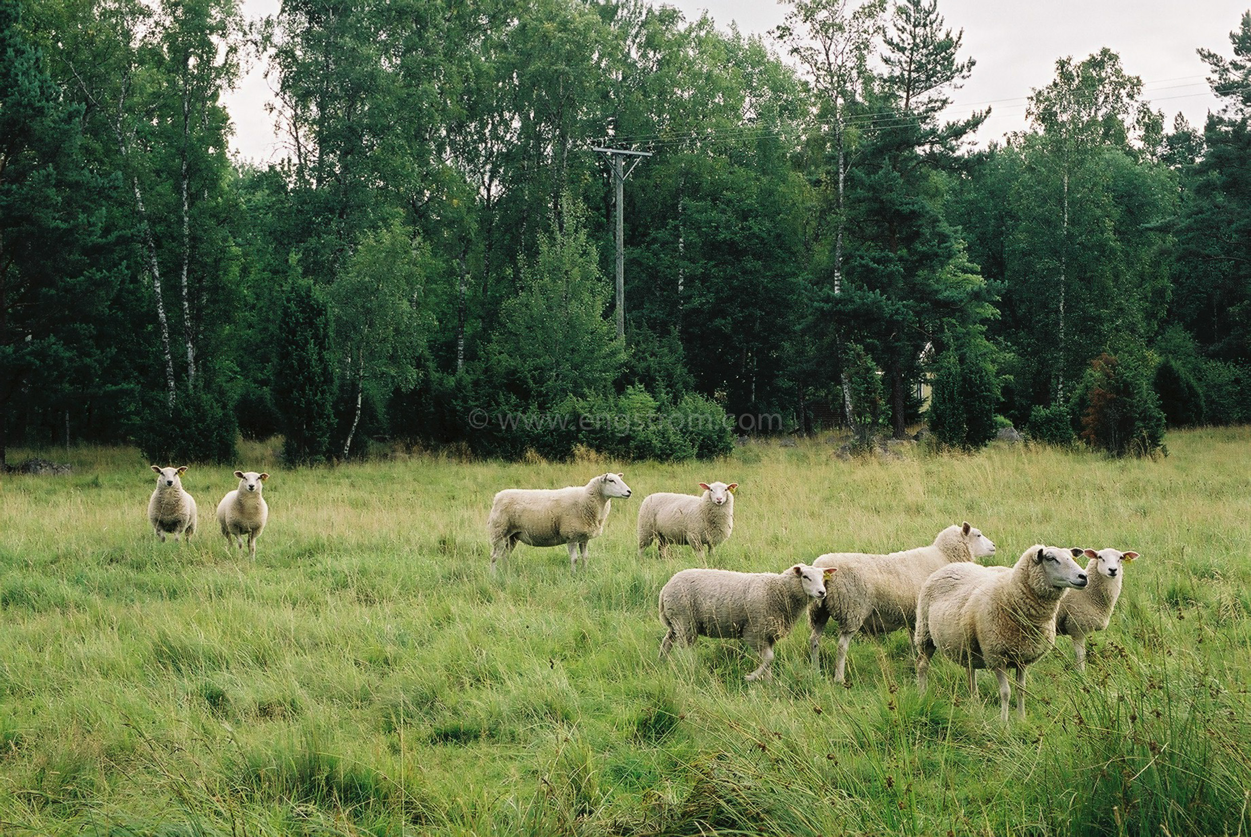 JE0109_30, Får på bete utanför Strängnäs sommaren 2001, Jonas Engström