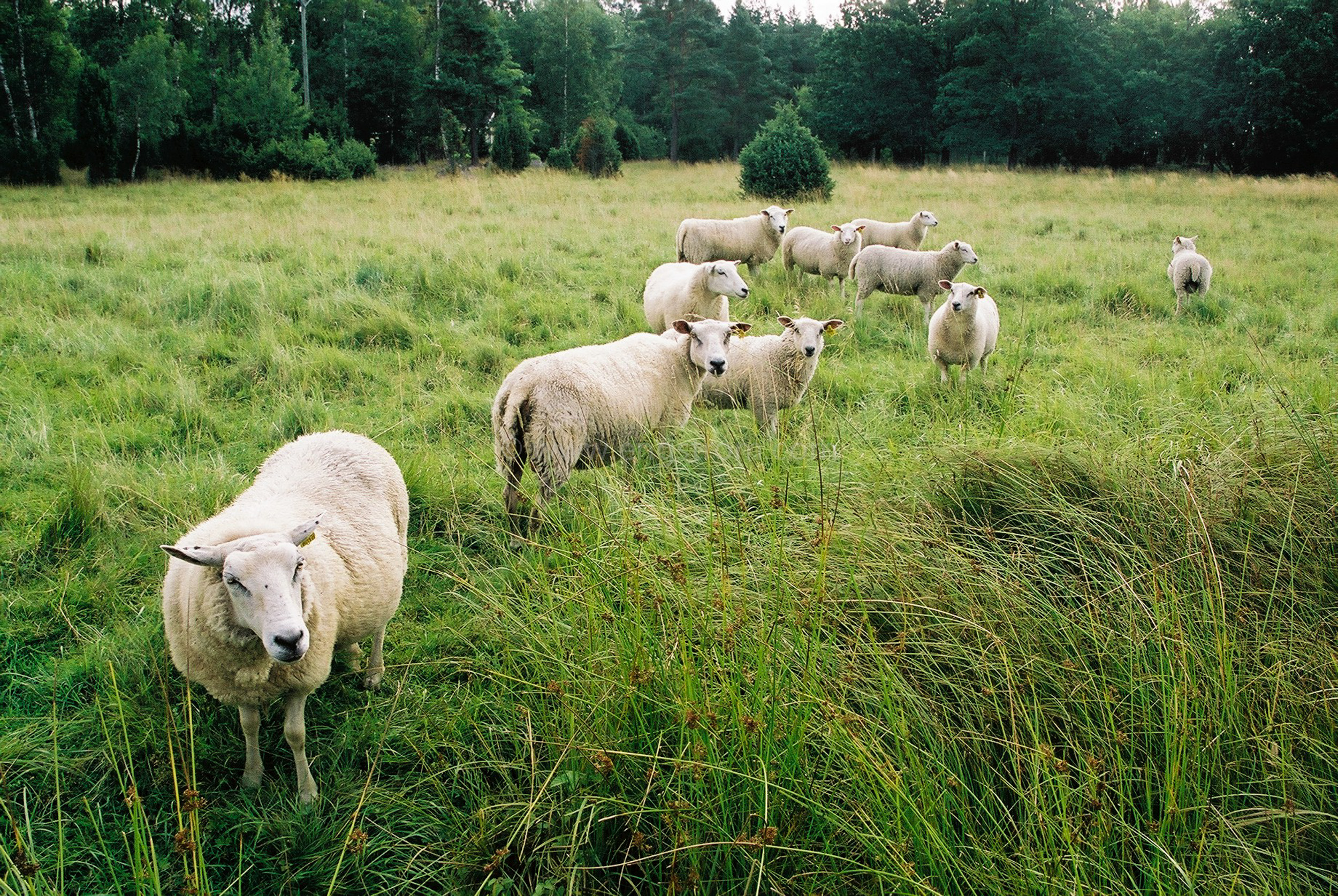 JE0109_33, Får på bete utanför Strängnäs sommaren 2001, Jonas Engström