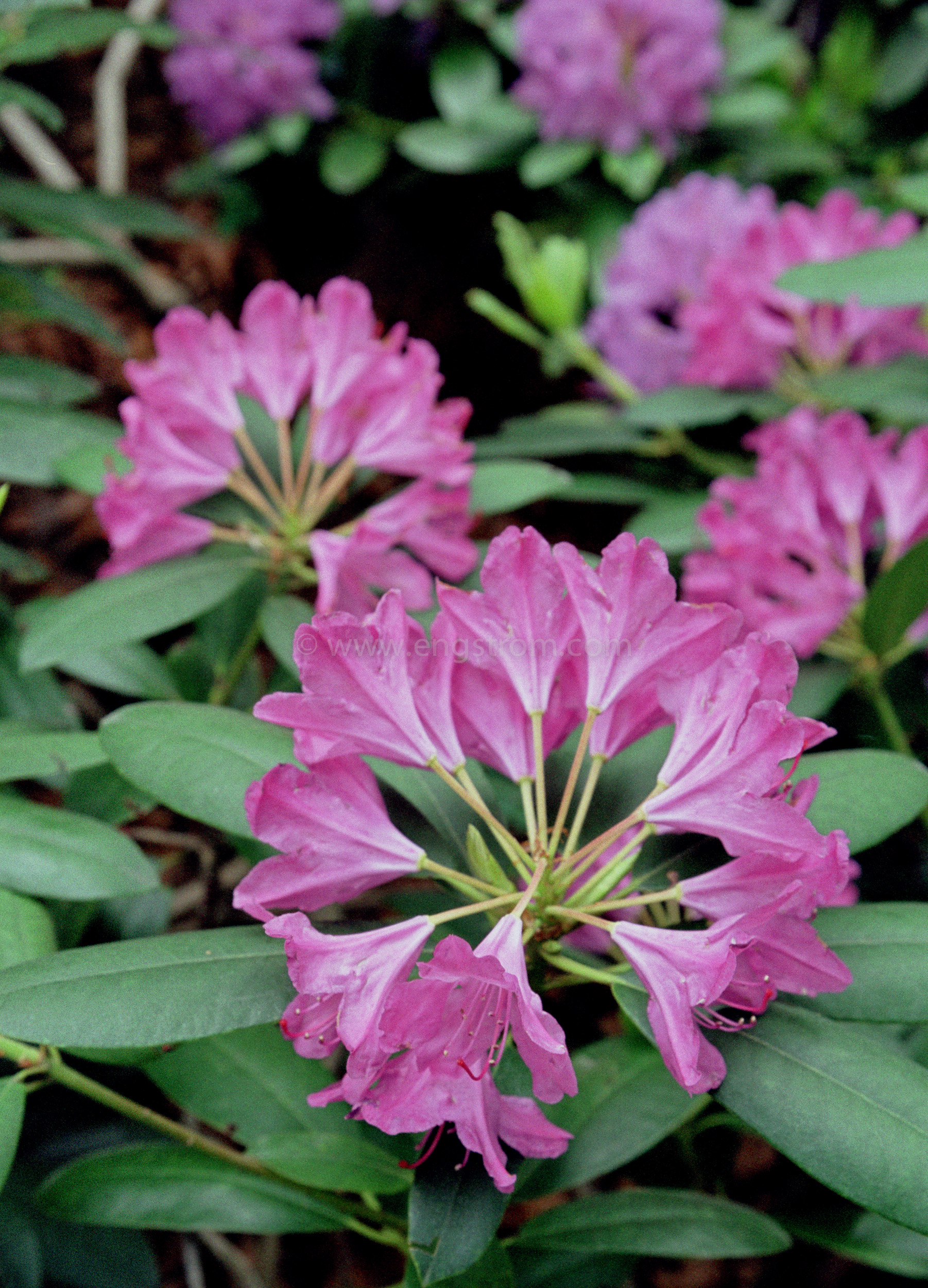 JE0150_2, Lila rhododendron blommar, Jonas Engström