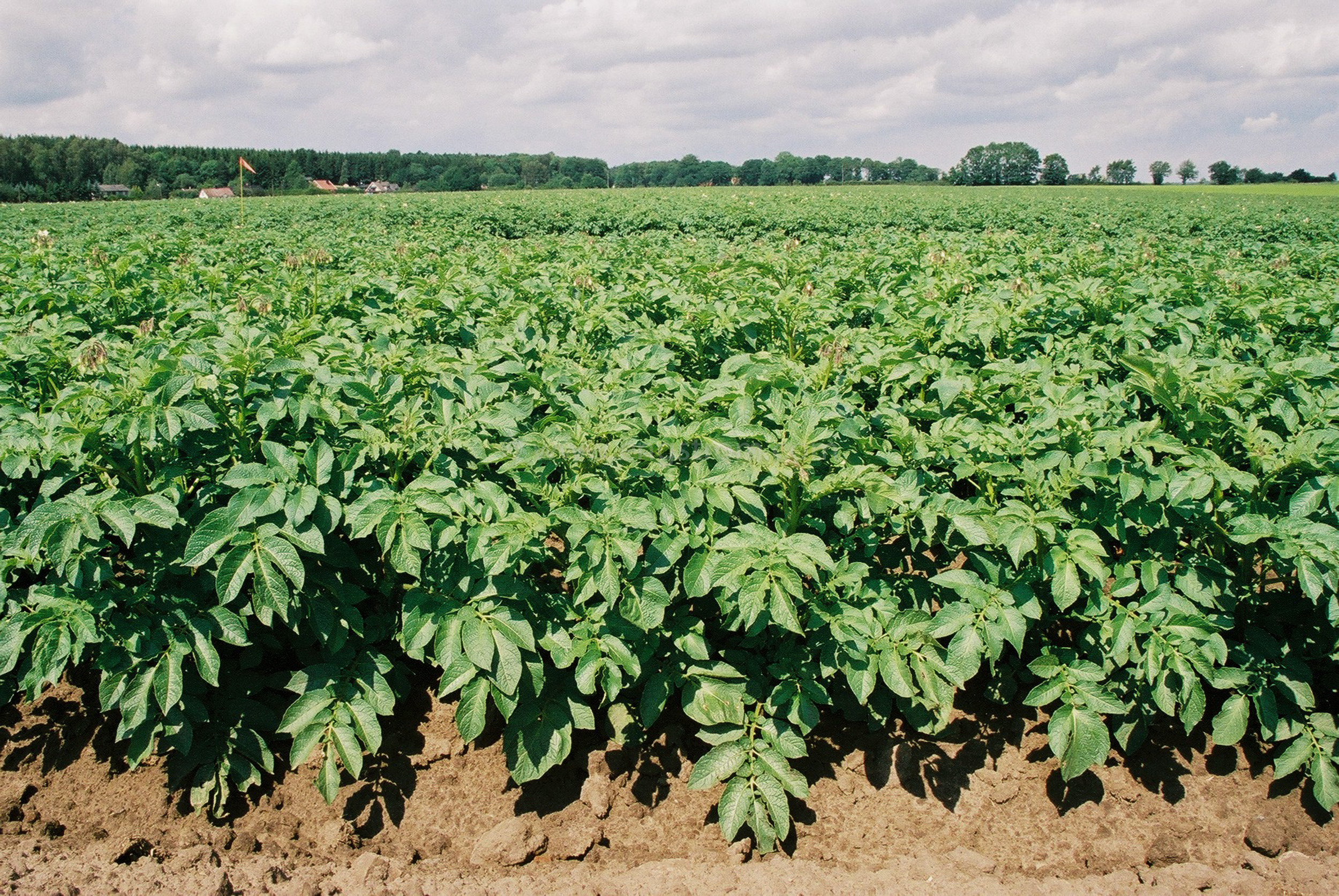 JE0201_01, Potatis i Skåne sommaren 2002, Jonas Engström