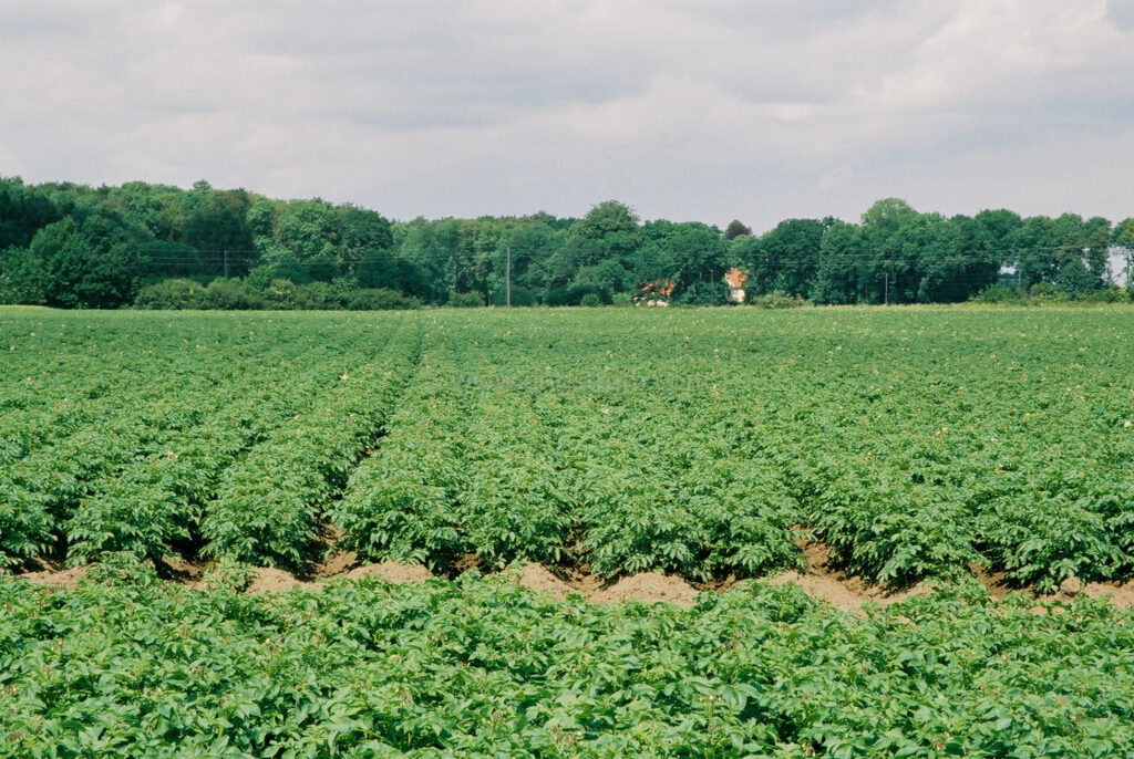 JE0201_04, Potatis i Skåne sommaren 2002, Jonas Engström