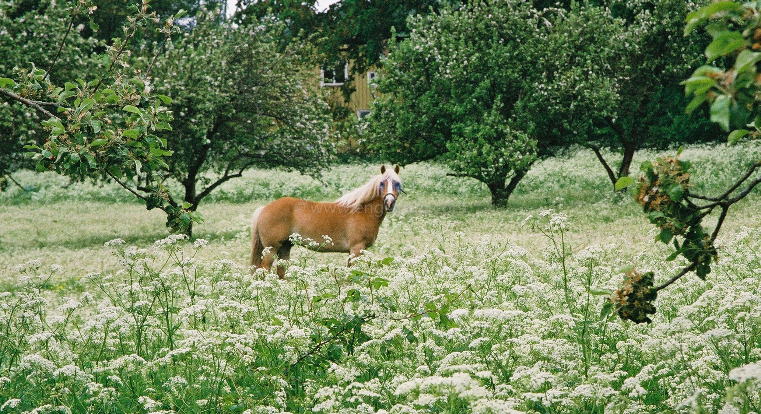 JE0203_31, Häst på bete i fruktträdgård med blomsteräng framför, Jonas Engström