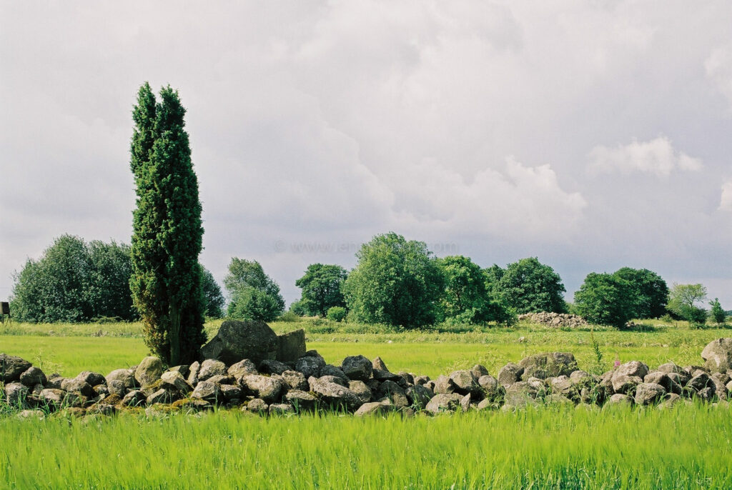 JE0204_16, En och stengärdesgård i åkerlandskap, Skåne sommaren 2002, Jonas Engström