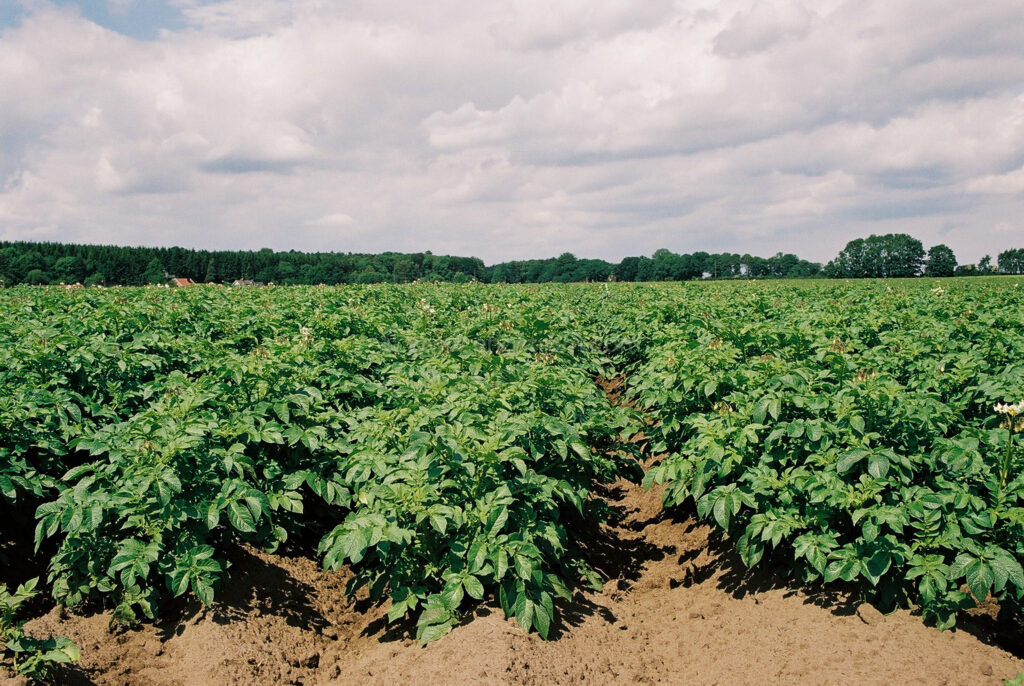 JE0204_36, Potatis i Skåne Sommmaren 2002, Jonas Engström