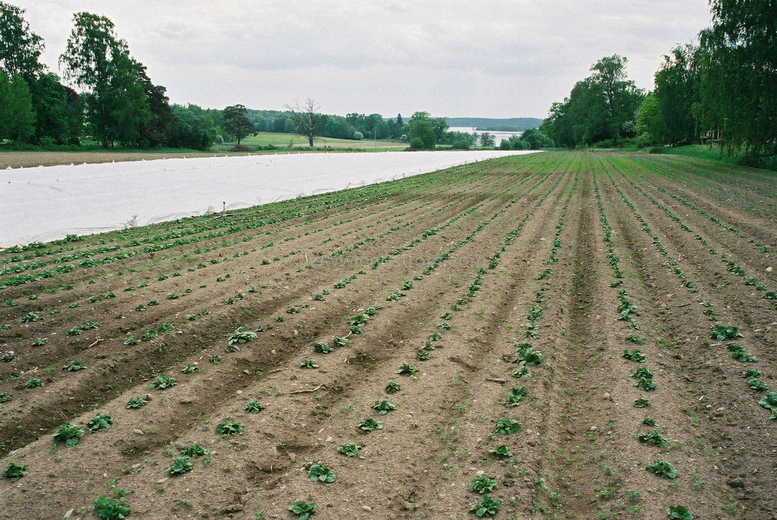 JE0205_14, Potatis våren 2002, Jonas Engström