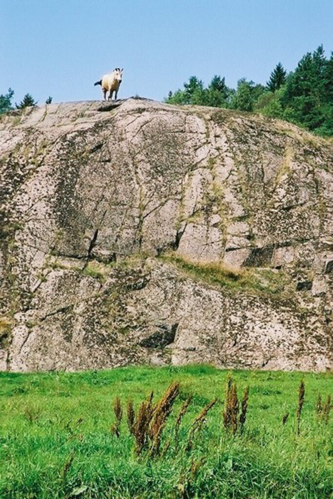 JE0206_04, Häst på klippa i Bohuslän. Sommaren 2002, Jonas Engström