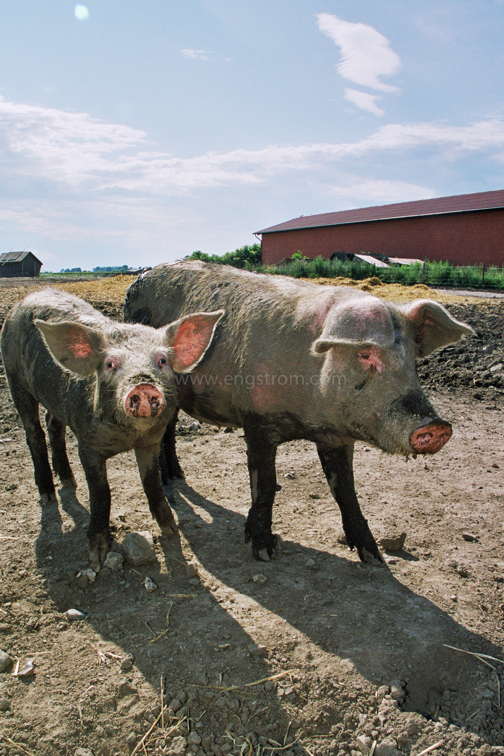 JE0310_22, Ekologiska utegrisar, sommaren 2003, Jonas Engström