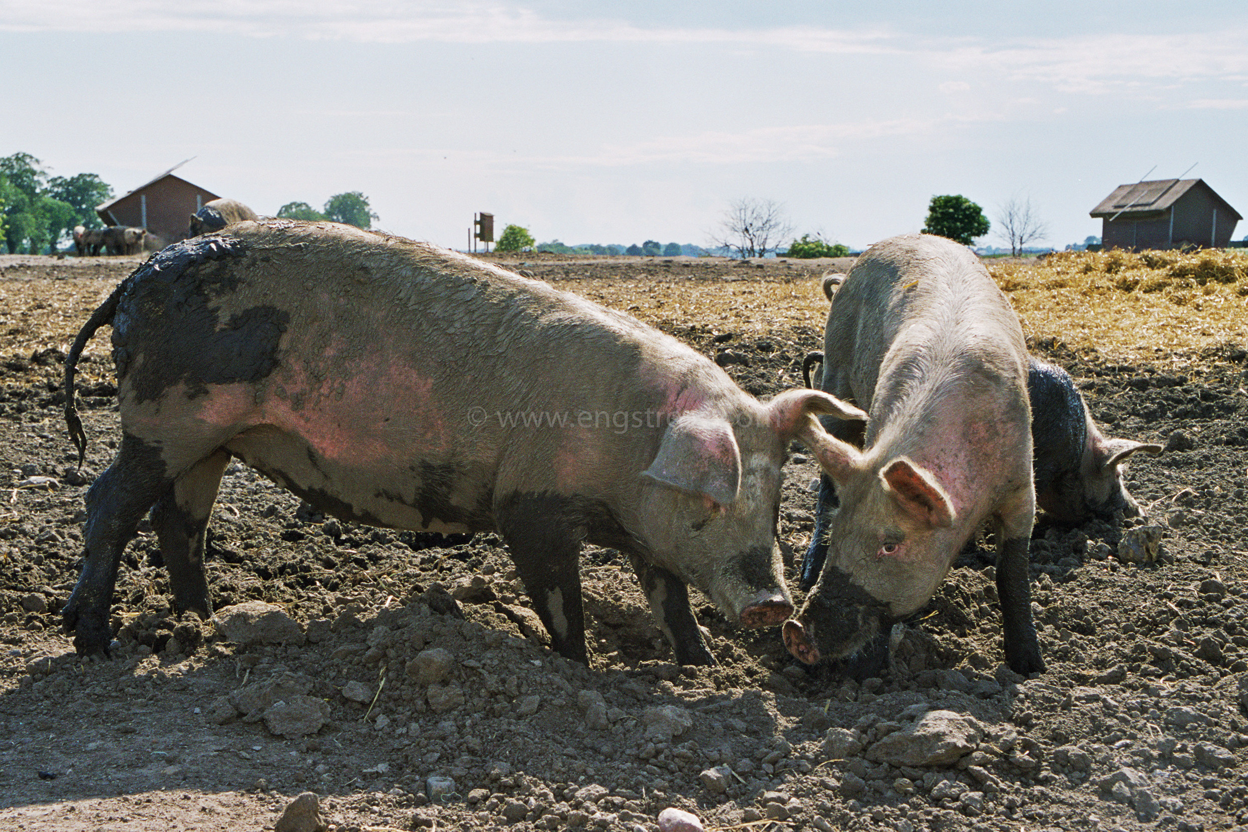 JE0310_26, Ekologiska utegrisar, sommaren 2003, Jonas Engström