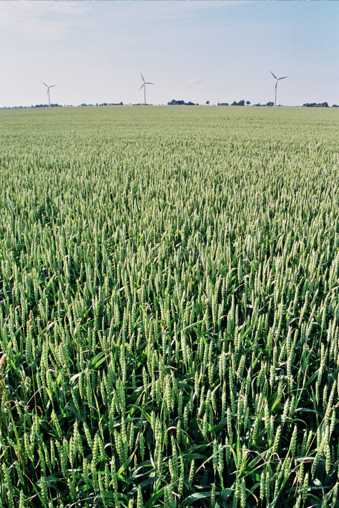 JE0311_15, Vindkraftverk bakom veteåker. Falsterbo sommaren 2003, Jonas Engström