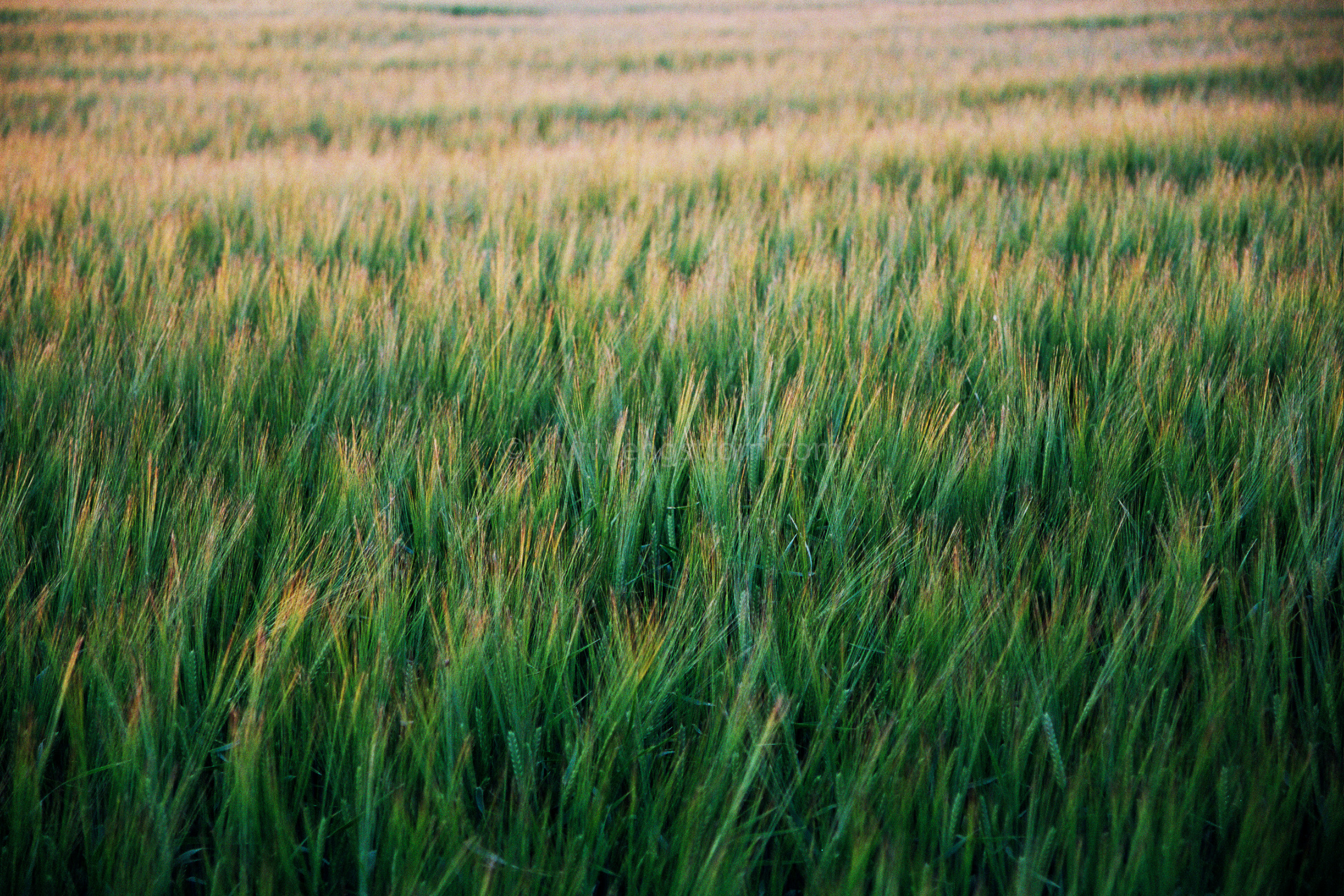 JE0311_23, Solnedgång över korn i Skåne sommaren 2003, Jonas Engström