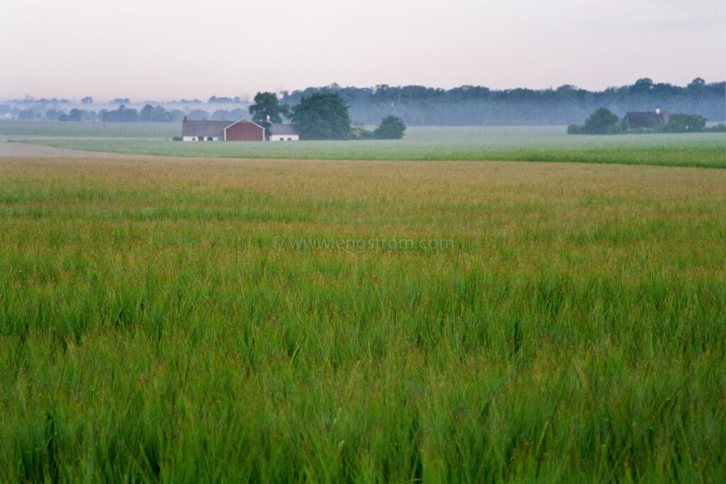 JE0312_03, Kornåker i gryningen. Skåne sommaren 2003, Jonas Engström