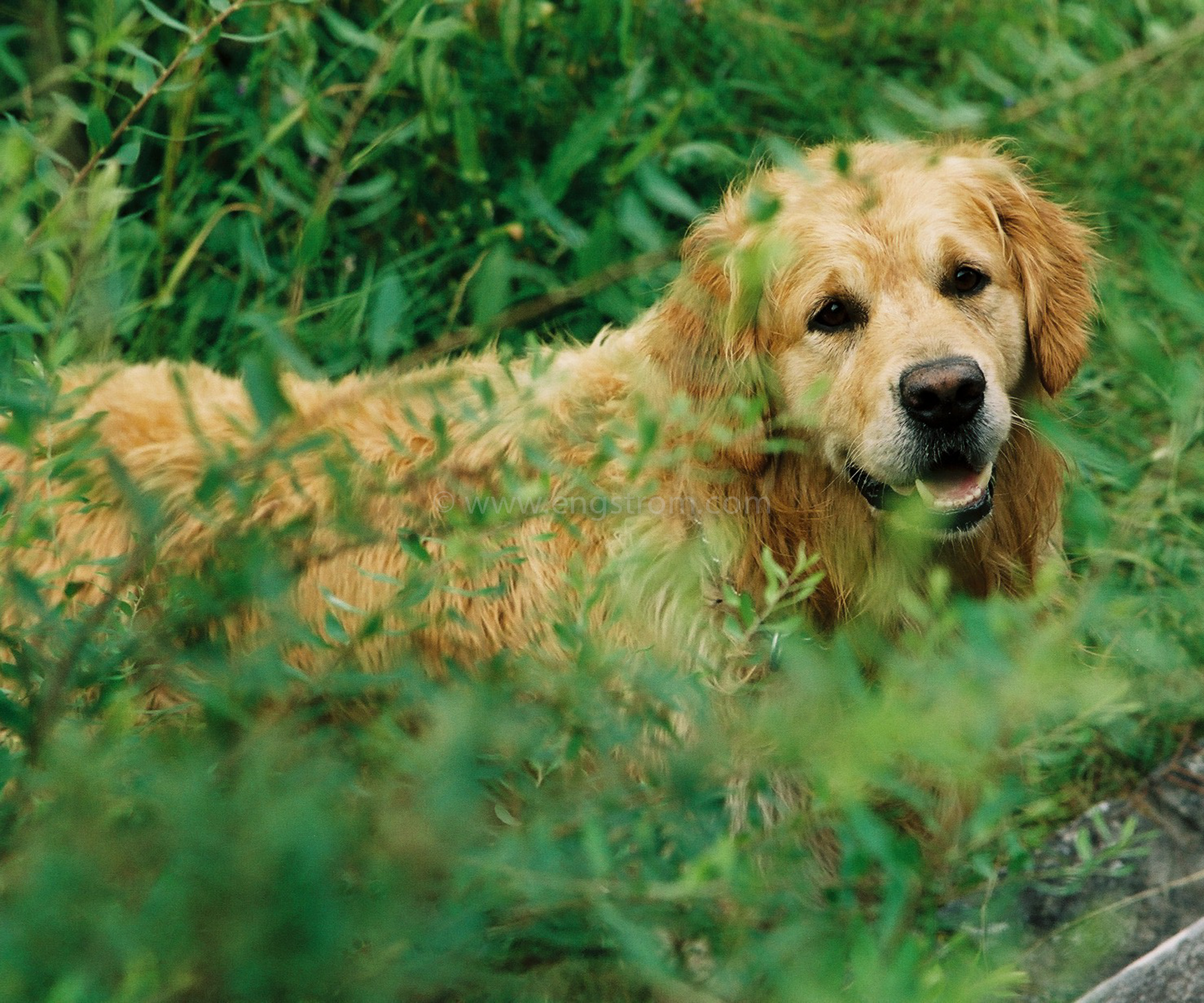 JE0317_22, Golden retrivern Nisse  efter ett bad. Sommaren 2003, Jonas Engström