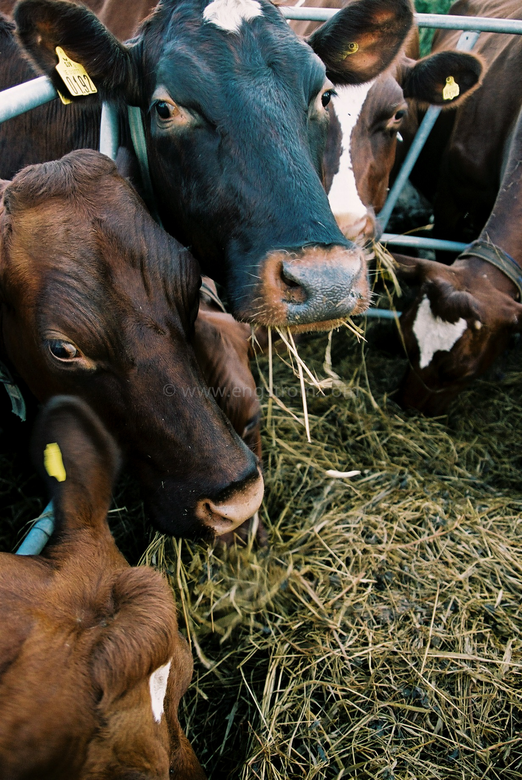 JE0319_15, Kor som äter ensilage ur foderhäck, Jonas Engström