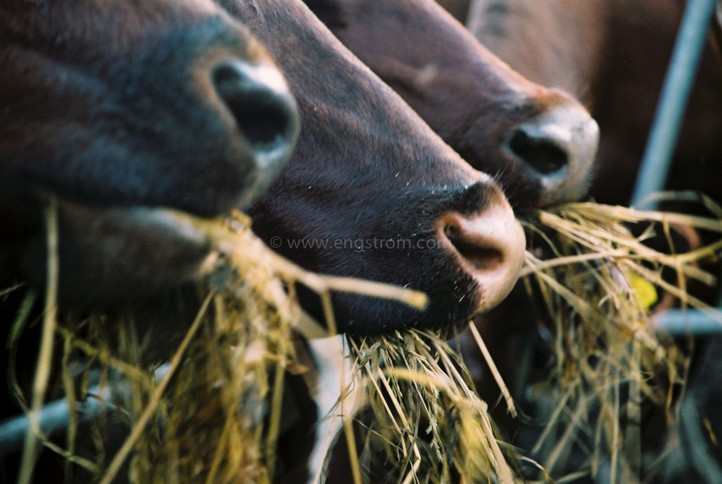 JE0319_17, Kor som äter ensilage ur foderhäck, Jonas Engström