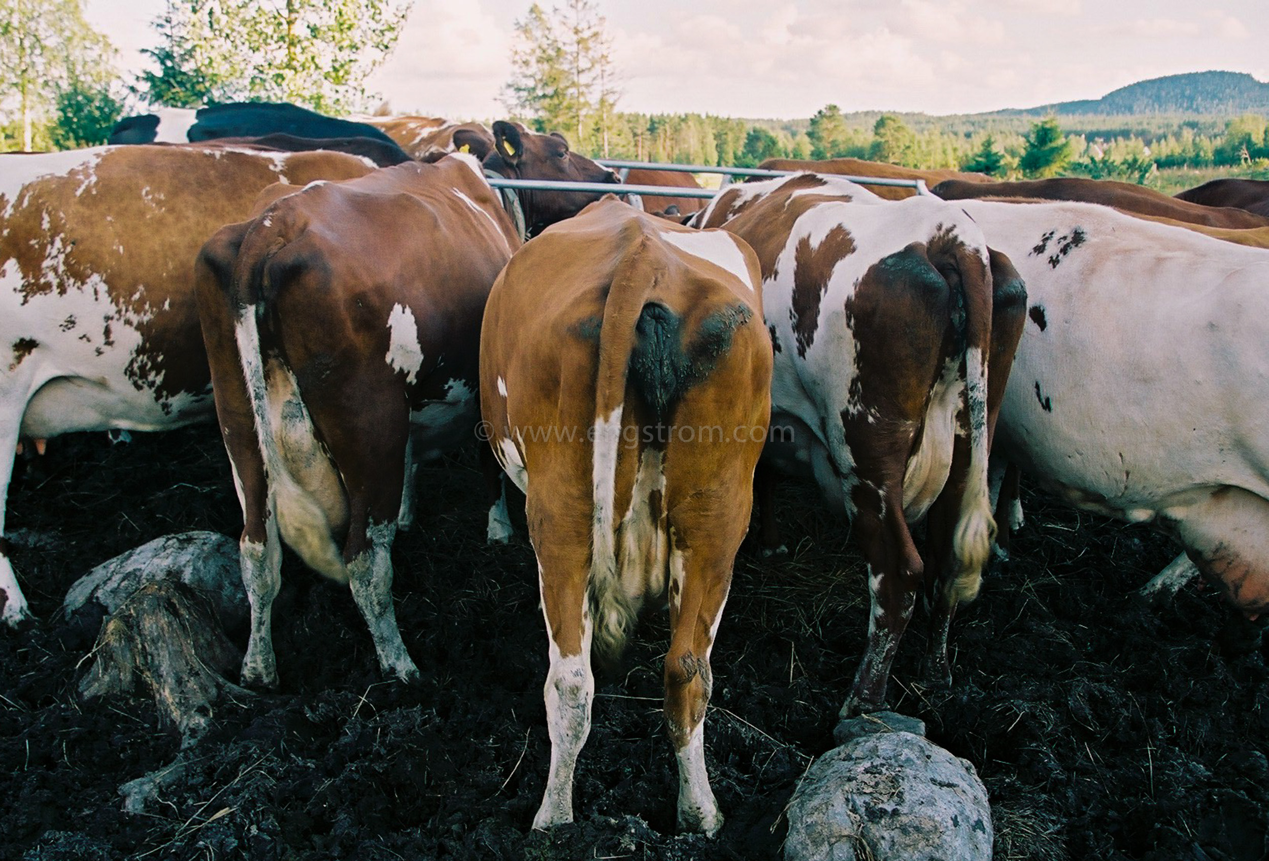 JE0319_23, Kor som äter ensilage ur foderhäck, Jonas Engström