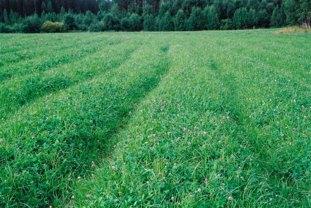 JE0321_11, Körskador i klövervall., Jonas Engström