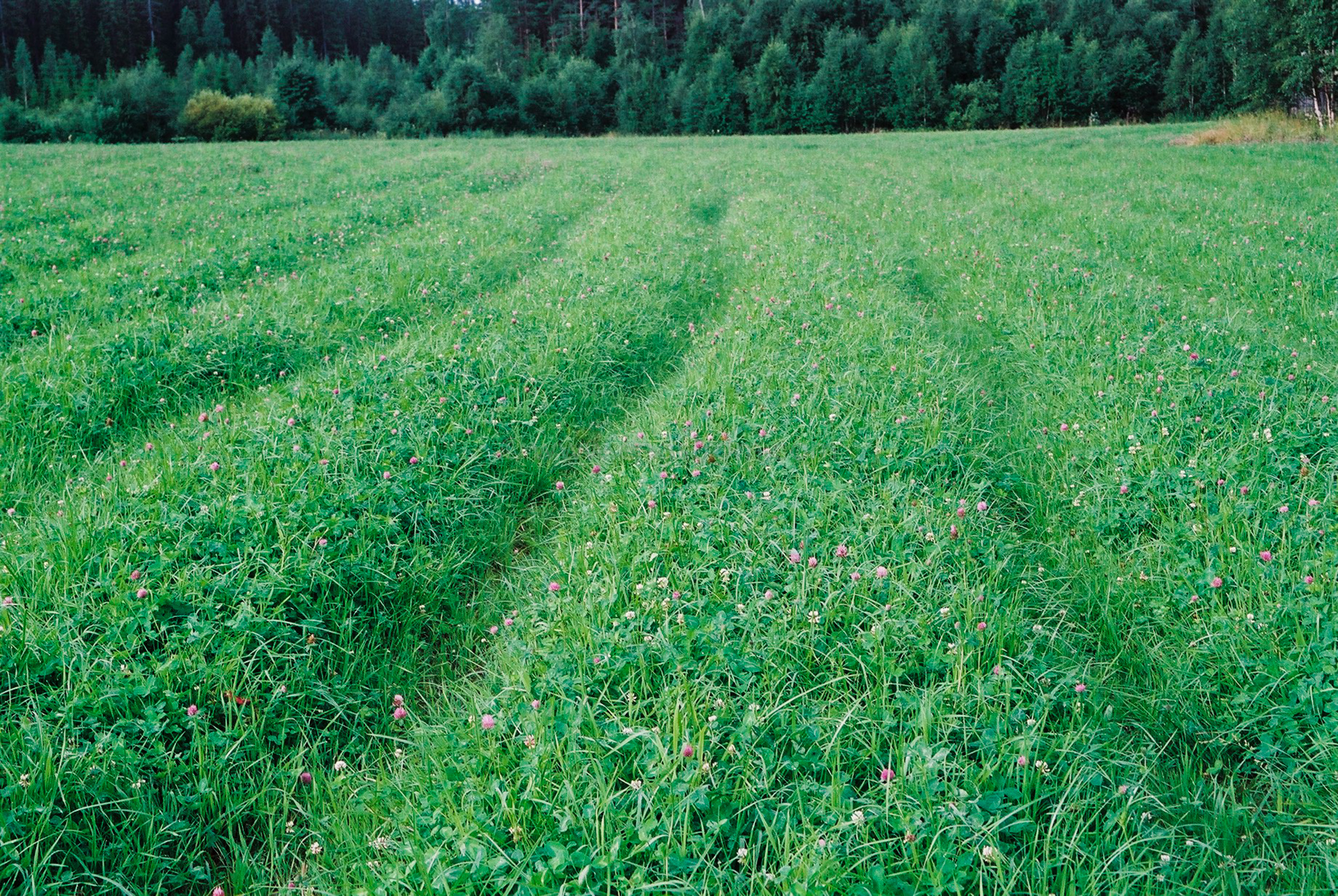 JE0321_11, Körskador i klövervall., Jonas Engström