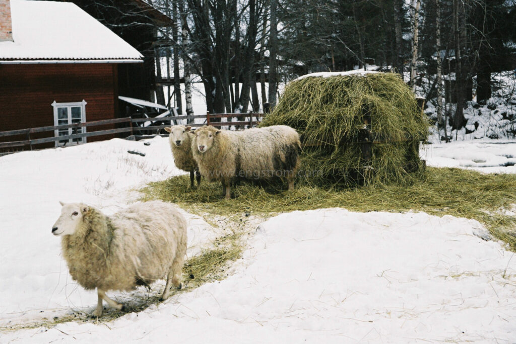 JE0400_010, Får som äter på rundbal med hö, Jonas Engström