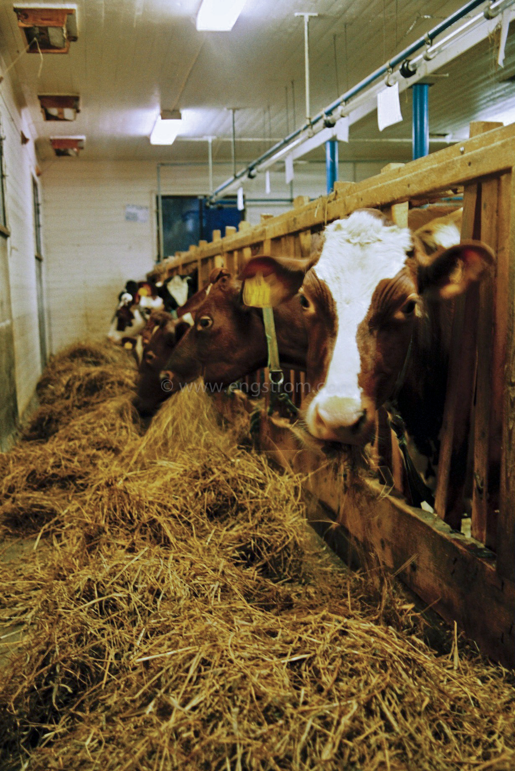 JE0400_093, Fodring med ensilage, Jonas Engström