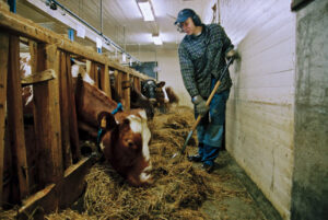 JE0400_103, Fodring med ensilage, Jonas Engström