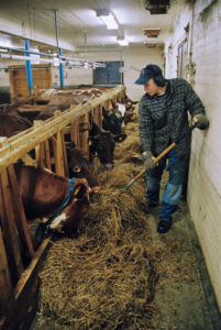 JE0400_104, Fodring med ensilage, Jonas Engström