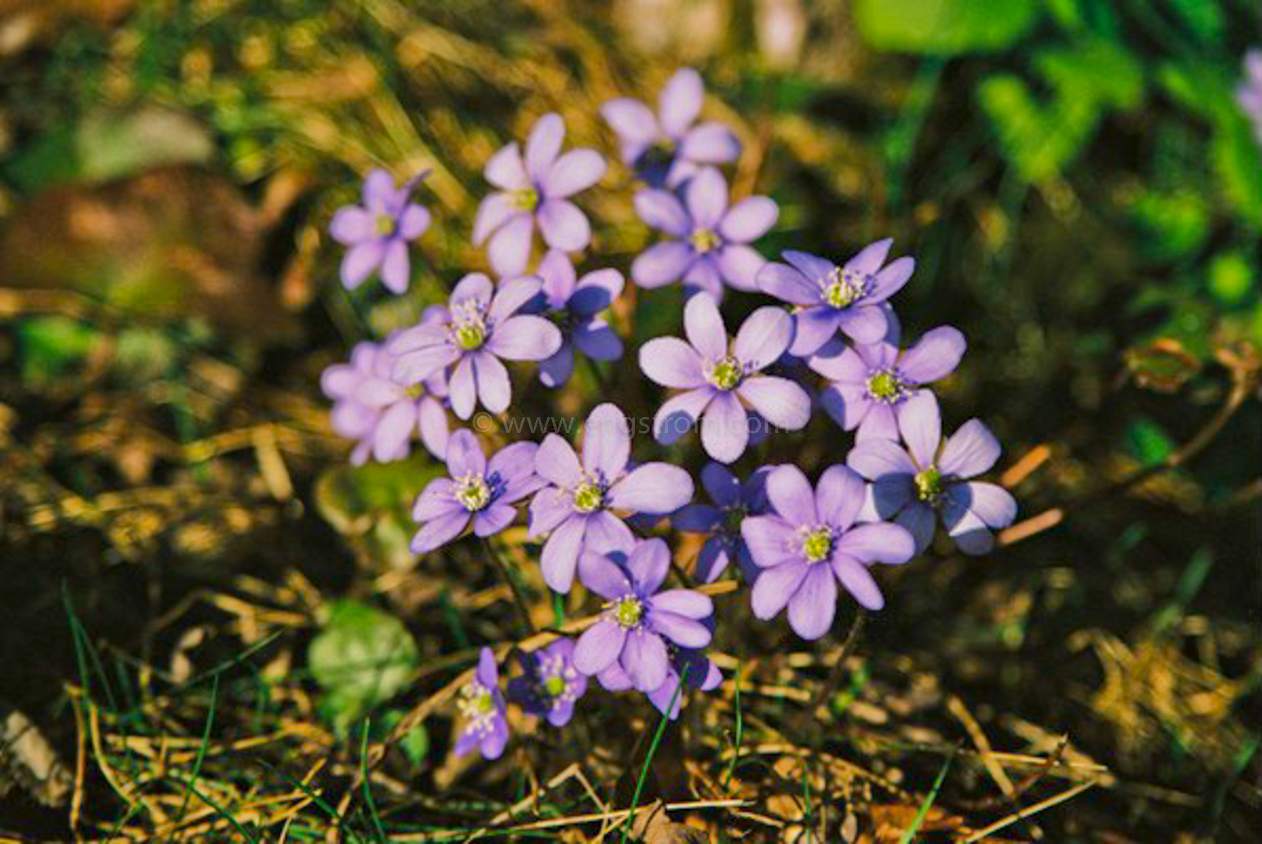 JE0405_24, Vårblommor i solen, Jonas Engström