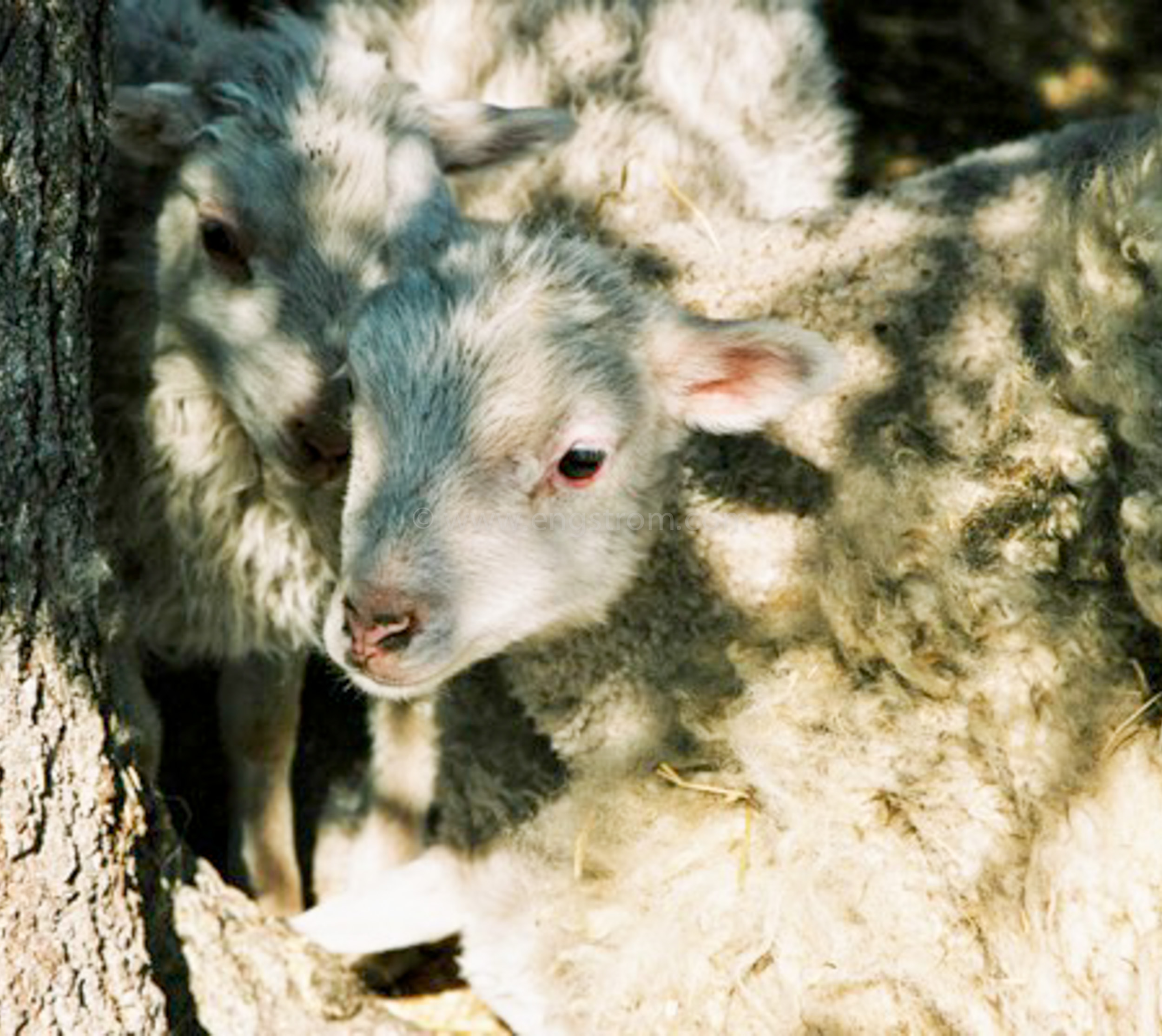 JE0405_26, Nyfödda lamm med tackor, Stocksbo våren 2004, Jonas Engström