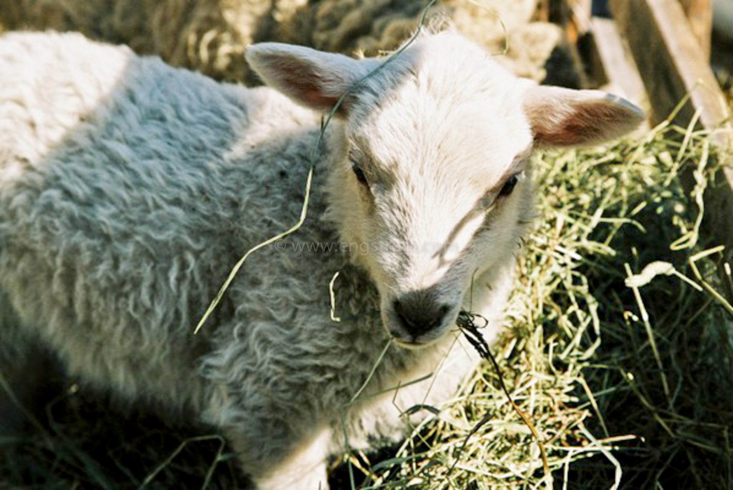 JE0405_29, Nyfödda lamm med tackor, Stocksbo våren 2004, Jonas Engström