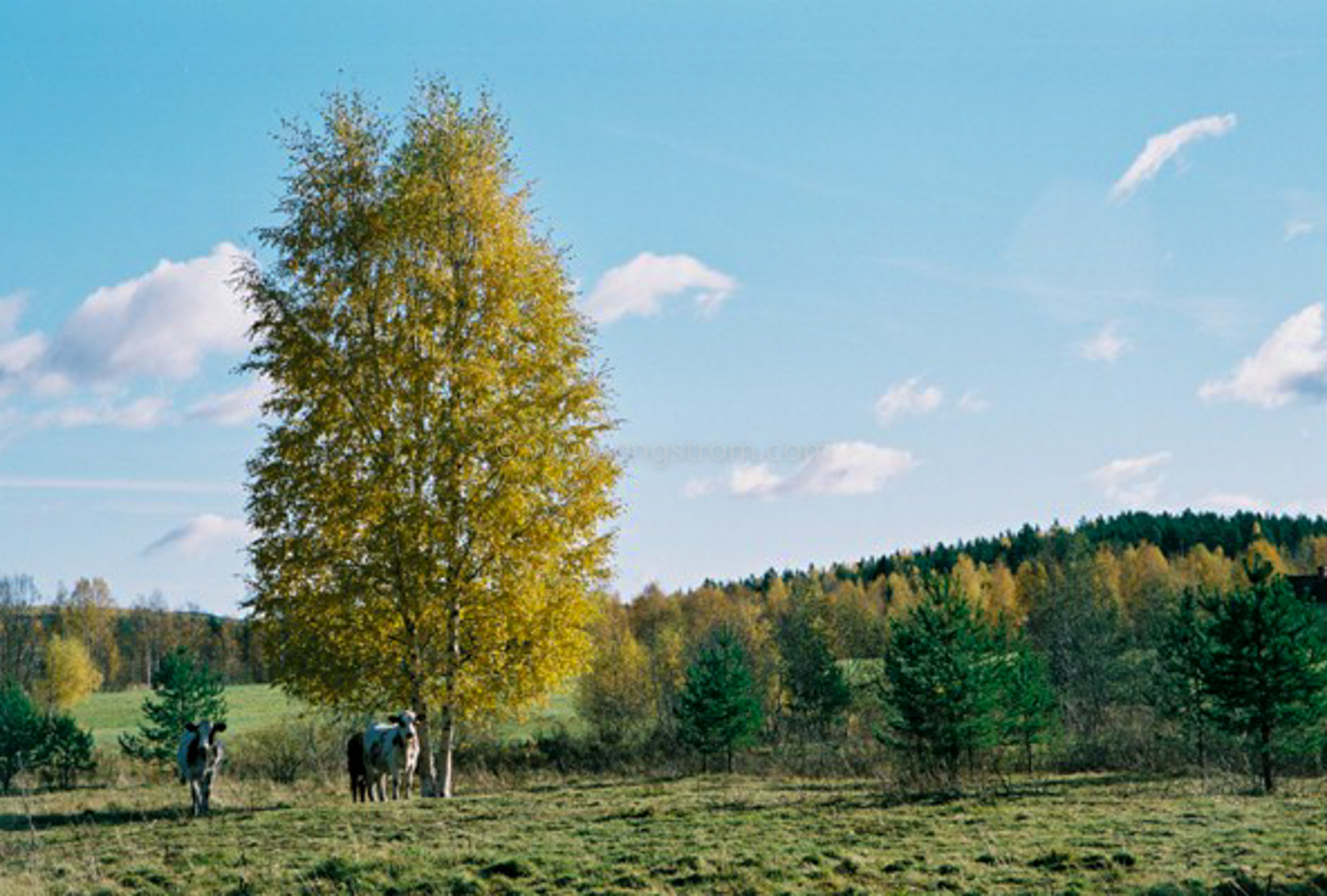 JE0424_076, Ungdjur under björk i höstfärger, Jonas Engström