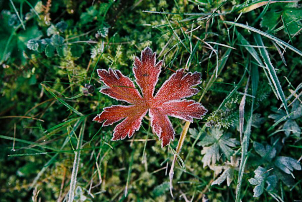 JE0424_104, Första frosten på höstlöv. Hösten 2004, Jonas Engström