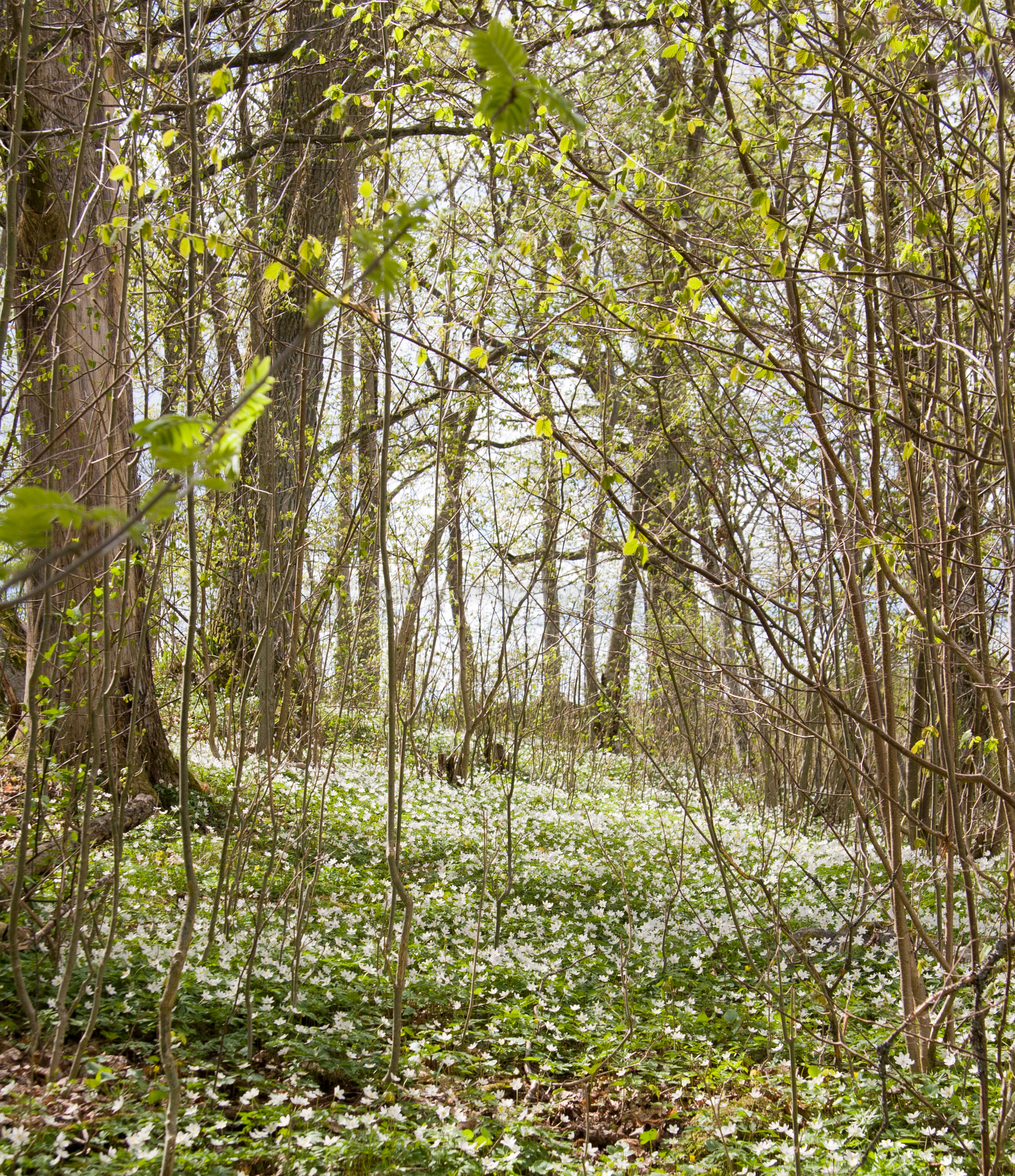 JE_10481, Vitipporna blommar, Jonas Engström