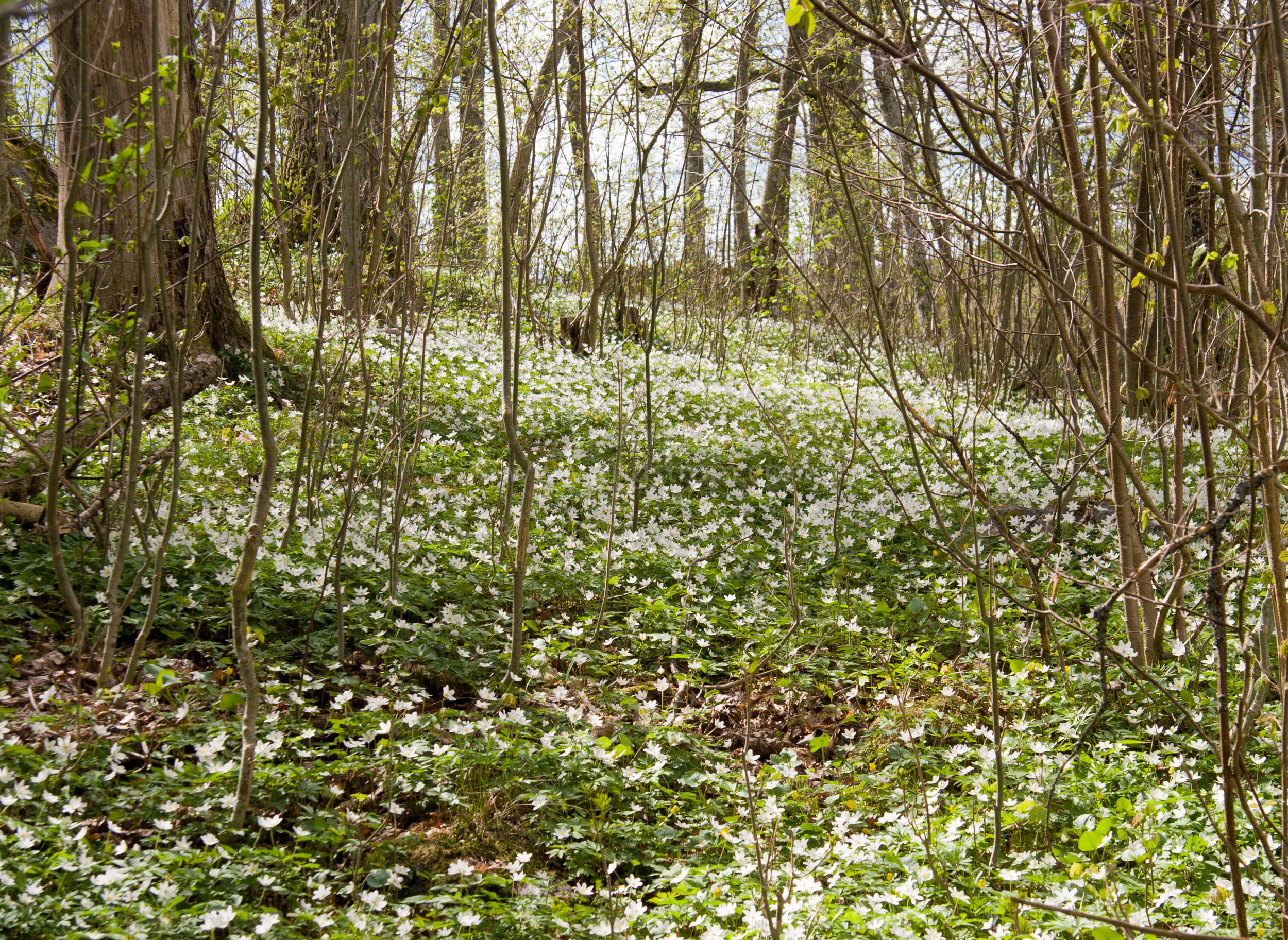 JE_10482, Vitipporna blommar, Jonas Engström