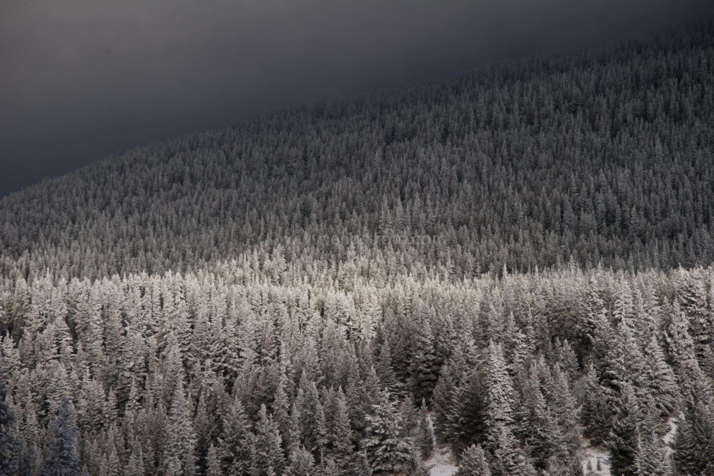 JE_1201, Solljus som silar genom molen ner på den snötyngda skogen, Jonas Engström