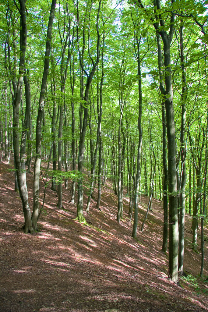 JE_16695, Bokskog med ljus som silar genom bladverk, Söderåsens natianalpark., Jonas Engström