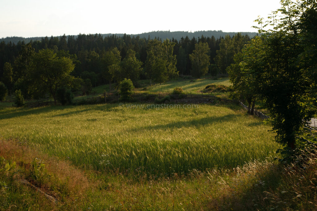 JE_20110707-193358, Solen går ner över åkrarna, Jonas Engström