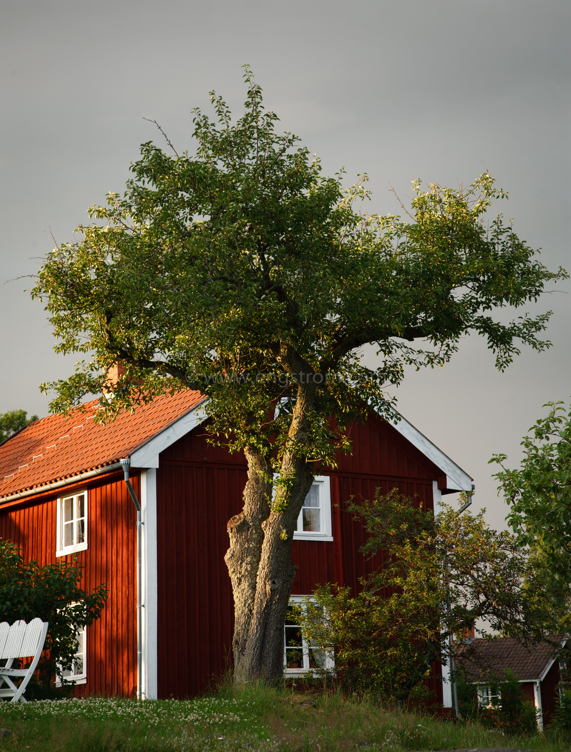 JE_20110707-195431, Träd med hus bakom, Jonas Engström