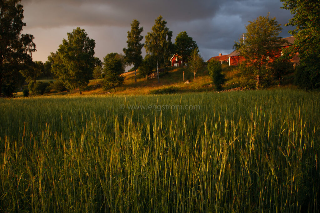 JE_20110707-201359, Korn med gård i bakgrunden, Jonas Engström