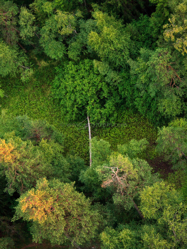 JE_20110720-211041, Liggande träd i skogsglänta. Flygfoto., Jonas Engström