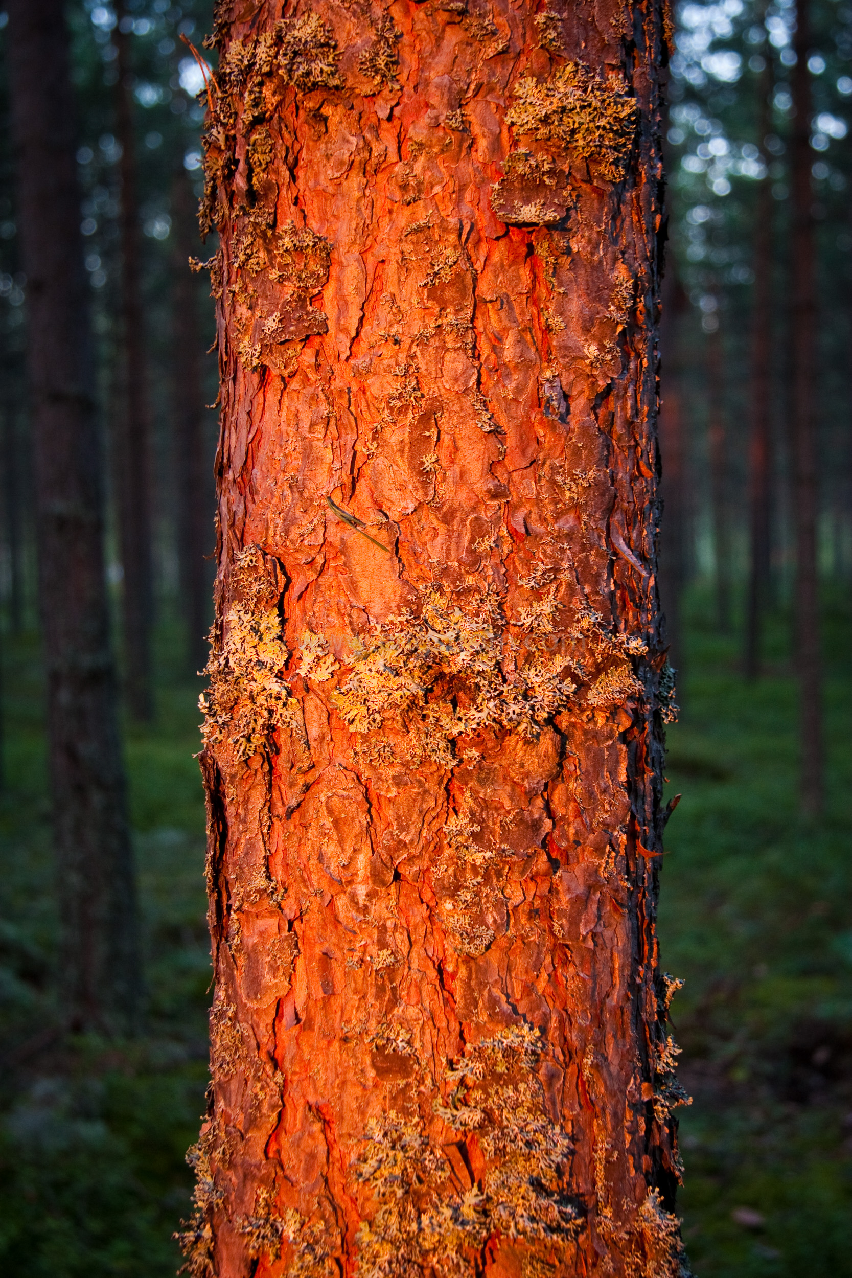 JE_20208, Kvällssolen skiner på en tallstam, unknown