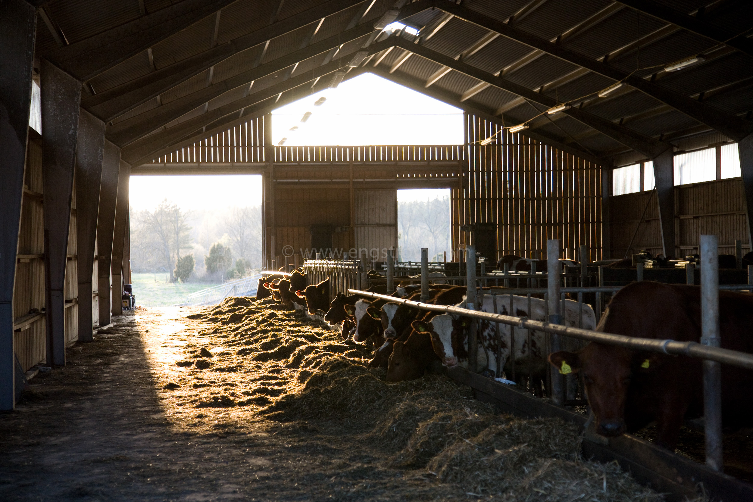 JE_61839, Kor som äter ensilage i ligghall, Jonas Engström