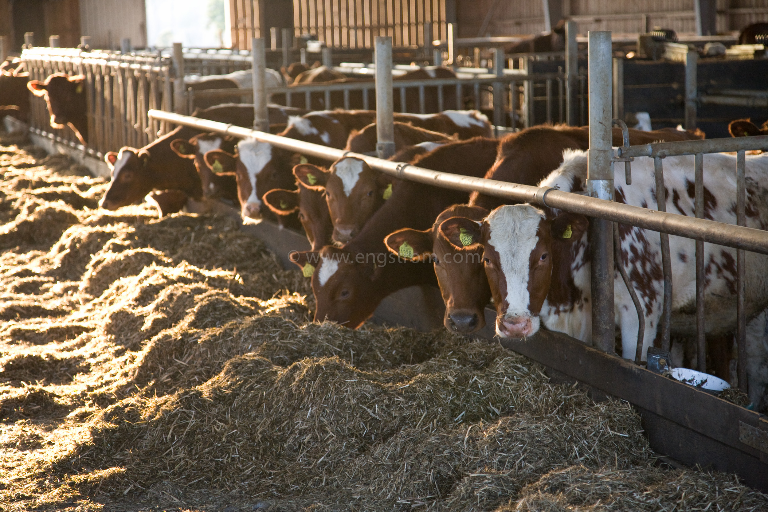 JE_61845, Kor som äter ensilage i ligghall, Jonas Engström