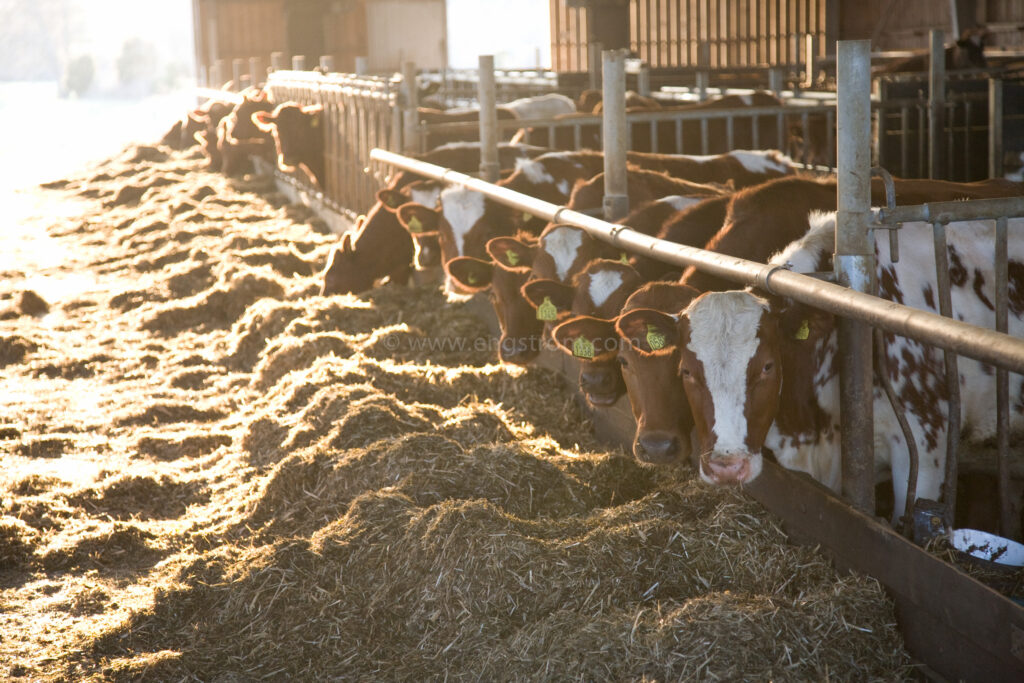 JE_61846, Kor som äter ensilage i ligghall, Jonas Engström